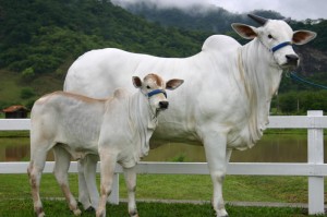 关于“阳泉胡乐麻将有挂吗？”详细教程