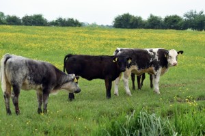 今日.重大通报“迅奇牛牛怎么开挂”必赢神器安装