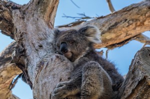 实测分享“乐逍遥跑胡子有没有挂”其实有挂