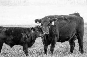 [实测]“新九天牛牛怎么开挂”(原来确实是有挂)