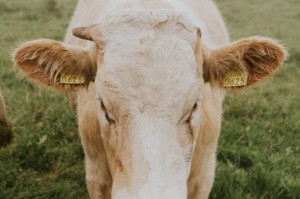 今日重大消息“西兵互娱牛牛真的有挂吗”［详细开挂教程］