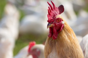 轻松掌握.“开心安徽比鸡有挂吗”分享装挂步骤技巧