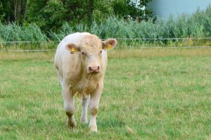 我来教教大家“手机微信牛牛能开透视挂吗”原来确实有挂