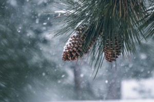 [分享]“青松游戏到底有没有挂”原来可以开挂