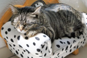 淄博疫情实时动态查询/淄博疫情实时动态