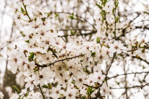 今日重磅消息“樱花之盛牛牛开挂器”［透视曝光猫腻］