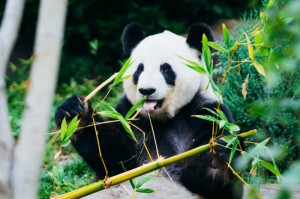 [分享]“熊猫互娱可以开挂吗”有挂详细开挂教程