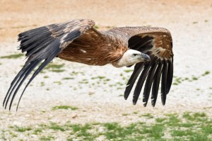 [推荐]“大展宏图有没有挂”开挂详细教程