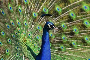 经验总结.“美猴王金花究竟有没有挂”其实真的有挂