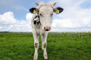 今日重大发现“新九天牛牛可以开挂吗”［太坑了原来有挂］
