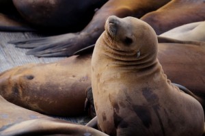 今日重大通报“新海狮到底有透视挂吗”(原来有挂)