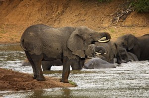 非洲已成为各类疫情的重灾区（非洲已成为各类疫情的重灾区,疟疾在）