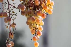 总算解析“新众亿金花开挂软件”其实有挂