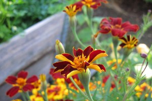 盘点十款“开心武汉花开挂软件”原来有挂