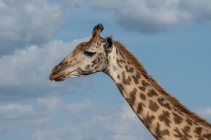 ［玩家实测］“悟空黑桃A可以开挂吗”［果然有透视挂］