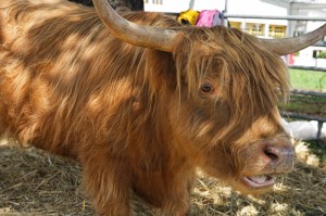 分享实测“阿拉游戏牛牛透视挂辅助下载”(的确有挂)