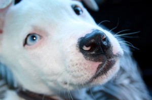 玩家必看“手机微信斗牛其实的确有透视挂”原来确实有挂