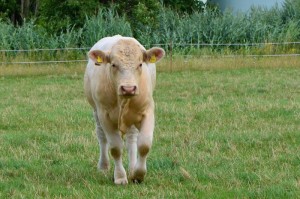 玩家必看攻略“铭心斗牛有透视挂软件吗”(原来有挂)