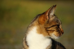 ［解答］“红心自由麻将究竟有挂吗”［外卦神器下载］