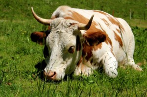 经验总结.“道游牛牛能不能开挂”其实真的能开挂