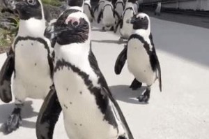 我来教教您“九线拉王到底有挂吗”［太坑了原来有挂］