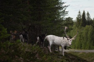 科普实测“新永和斗牛到底可以开透视挂吗”(其实有挂)