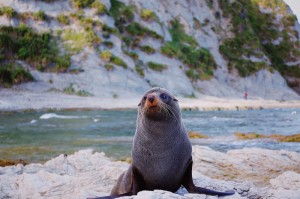 [实测]“丫丫陕西麻将到底有没有挂”有挂详细开挂教程