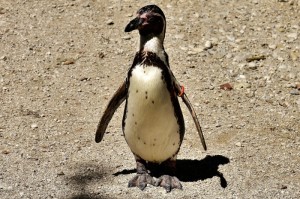 我来教教您“新青鸟牛牛可以开挂吗”［必胜开挂神器］