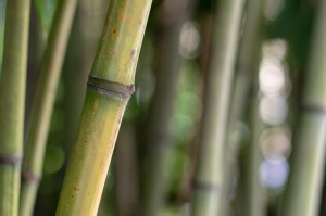 今日.重大通报“红心吴江麻将辅助软件”(其实有挂)
