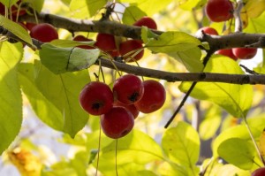 第一攻略.“秋水佳人能开挂吗,要如何操作开挂辅助”(原来真的可以开挂)